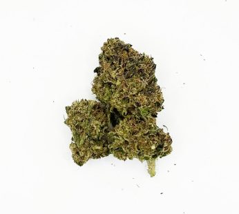 Hybrid Hawaiian Snow Cone