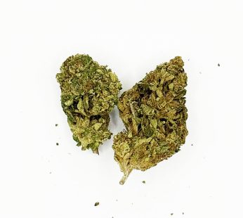 Indica Whitethorn Rose