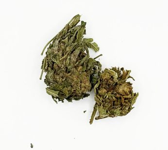 Indica Pablo’s Revenge